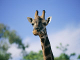 Portrait of a Giraffe