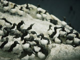 Murres in Their Rookery on Unst