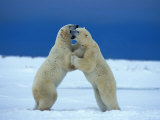 Young Male Polar Bears Spar with One Another