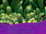 A Close View of a Magnificent Sea Anemone