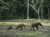 Two Juvenile Forest Elephants Follow Their Mother in Single File