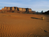 A Mountain Lion Strides Across its Arid Turf