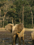 A Forest Elephant Probes for Salt in the Mud