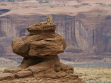 A Mountain Lion Walks Atop a Circular Rock Formation