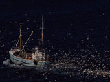 Sea Birds Follow a Fishing Boat Hoping for Any Leftovers