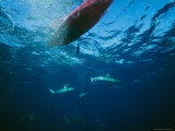Sharks Swim under a Kayak