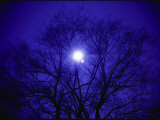 A Silhouette of a Tree with the Sun and a Brilliant Blue Sky Behind It