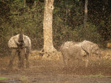 A Swarm of African Snout Butterflies Surrounds Forest Elephants