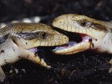 Blue-Tongue Skinks Spar Face-To-Face