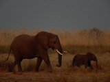 Juvenile and Adult African Elephants Moving Through the Grass