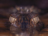 The Eyes of a Crocodile Seen Just Above Water Level