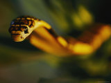 A Close View of the Head of a King Cobra