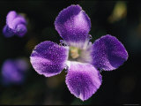 Close View of a Rocky Mountain Blue Fringed Gentian