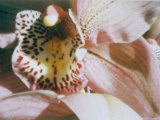 A Close View of a Flower