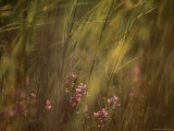 Orchids Sprout on the Sand Dunes at Montauk