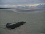 A Saltwater Crocodile Seeks Warmth on a Sandbar Near Shelburne Bay