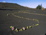 Morning Glory Vines Growing on Volcanic Ash in Krakatoa Crater
