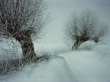 Two Trees in a Winter Scene