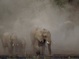 African Elephants Walk Through a Dust Cloud