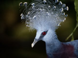 A Portrait of a Captive Victorian Crowned Pigeon