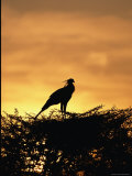 A Secretary Bird on Her Nest