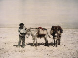An Old Prospector with His Mules