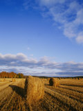 Golden Rolls of Hay in a Field under a Clouded Blue Sky