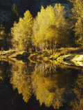 Autumn Trees Reflected in the Merced River