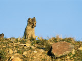 A Young Arctic Fox Atop a Rocky Hill Above Cambridge Bay