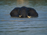 African Elephant Wading in the Water
