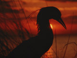 A Silhouette of a Heron Standing in Tall Grass at Sunset