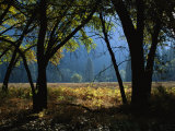 Black Oak Trees Near a Meadow in Yosemite National Park