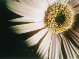 A Close-up of a Flower