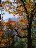A Black Oak Tree (Quercus Kelloggii) in Yosemite Valley