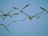 Black Skimmer Birds in Flight