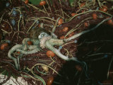An Octopus Lies Tangled in Nets Aboard a Fishermans Boat