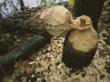 Tree Felled by an Industrious Beaver