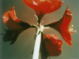 A Close-up of a Four Red Blossoms