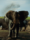 African Elephant Taking a Mud Bath