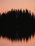 Massed Dark Evergreens Beneath a Rosy Sky Reflected in a Lake