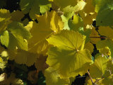 California Wild Grape Leaves (Vitis Californica)