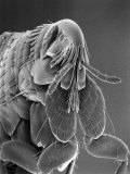 Microscopic View of a Cat Flea Magnified About 80 Times