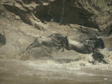 A Groups of Wildebeests Splash into a River