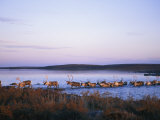 Barren-Ground Caribou Swim Across a River During Their Annual Migration