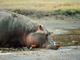 Hippopotamus Drinking in a Marsh Near Several African Jacanas