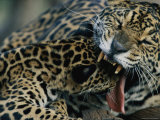 A Jaguar Plays with its Cub