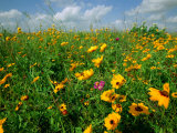 A Field of Wildflowers