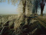 A Person Walks Past Frost Covered Plants and Trees
