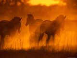 Zebras Silhouetted in a Dust Cloud