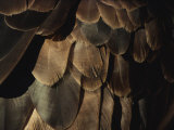 A Close View of an American Bald Eagles Feathers